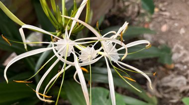 Narin beyaz nilüferlerin ince, kemerli taç yaprakları ve altın erkeksi çiçekleri yeşil yapraklar ve nötr tonlarda sergilenen ayrıntılı manzarası.