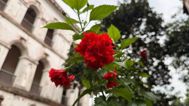 Kıpkırmızı bir çiçeğe yakın plan, bir kaç yaprak katmanı ile, eski bir kemerli binanın zeminine kurulmuş, yeşillik ve hoş bir bokeh.