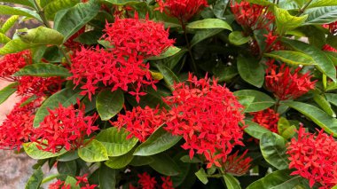 Yakın plan sergilenen parlak kırmızı Ixora çiçekleri gün ışığında bir bahçede sağlıklı, canlı yeşil yapraklarla çevrili..