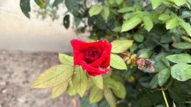 Yakından bakınca canlı kırmızı bir gül tomurcuğu görünüyor. Çiçeği çevreleyen yeşil yapraklar. Çekim gülün güzelliğini ve çevreleyen yeşillik detaylarını yakalar..