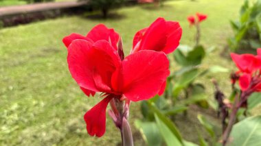 Yakın plan sergilenen parlak kırmızı bir Canna Lily yemyeşil bir bahçenin bulanık zeminine karşı sergileniyor. Yakınlarda ek çiçekler görülebilir..