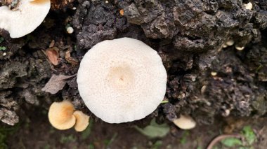 Yakın plan çekimde, sert, koyu kahverengi bir ağaç kabuğunda yetişen çeşitli beyaz ve ten renginde mantarların yanında yerde küçük bir yaprak ve yeşil bir bitki örtüsü görülür..