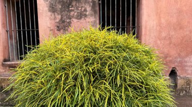 Göz hizasında iki koyu parmaklıklı pencereli, yıpranmış pembe bir binanın önünde canlı sarı ve yeşil bir çalı görülüyor. Duvarın görünür bir yaşı ve dokusu var..