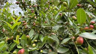 Ayrıntılı ve yakın planda, Carissa Carandas bitkisinin bol meyve ve canlı yeşil yaprakları, doğanın organik güzelliğini ve zengin dokusunu gözler önüne seriyor..