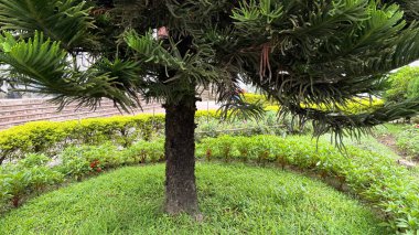 Bu resim, canlı yeşil çimenler ve diğer bitkilerle çevrili bir park ortamında yemyeşil yapraklı bir Araucaria ağacını betimlemektedir. Sakin doğa sahnesi.