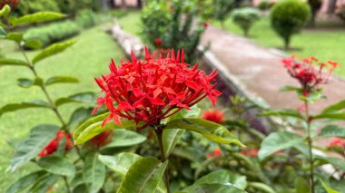 Sersemletici bir yakın plan serin yeşil bahçe yolu, ağaçlar ve çimen üzerine kurulmuş, dikenli yaprakları ile canlı kırmızı Ixora çiçeği yakalar.