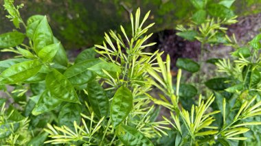 Ayrıntılı yakın plan gösterileri bir Gece Açan Yasemin (Cestrum nocturnum) çalısı canlı yeşil yapraklar ve açık havada çiçek açmak üzere olan sayısız açık yeşil çiçek tomurcukları.