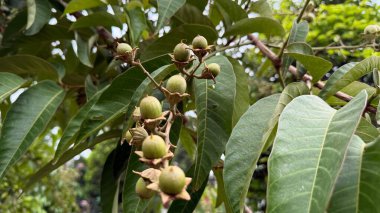 Gelişmemiş, yeşil liçi meyvelerinden oluşan bir demet ağaç dalına iliştirilmiş, yemyeşil yapraklı, doğal dokular ve ışık saçan detaylı bir yakın çekim görüntüsü..