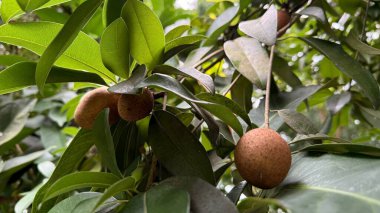 Detaylı bir yakın plan, doğanın cömertliğini ve karmaşık ayrıntılarını vurgulayan canlı yeşil yaprakların arasında asılı duran sapodilla meyvesinin güzelliğini yakalar..