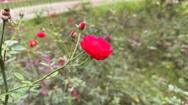 Büyüleyici bir yakın plan, daha küçük tomurcukları görünen parlak kırmızı bir gül gösteriyor. Bulanık güller ve yapraklarla dolu yumuşak yeşil bir bahçe zeminine kurulmuş..