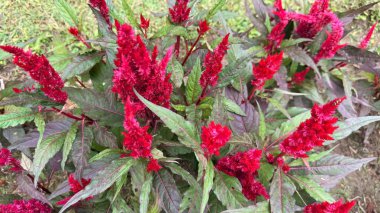 Canlı bir yakın plan, açık bir bahçede çeşitli yeşil ve bordo yaprakları ile karışmış, sivri tüylü, kırmızı Celosia plumosa çiçeklerinden oluşan bir demet gösteriyor..