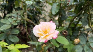 Yakın plan, canlı yeşil yapraklarla çevrili pembe kenarlı tek bir şeftali gülünün güzelliğini yakalar. Çiçek doğada sıcaklık ve zarafet yayar..