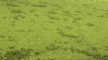 Görüntü, bir gölet veya su kütlesinin yüzeyini saran yoğun yeşil su marullarını gösteriyor. İstilacı bitki türleri hızla yayılıyor, muhtemelen ekosistemi bozuyor..