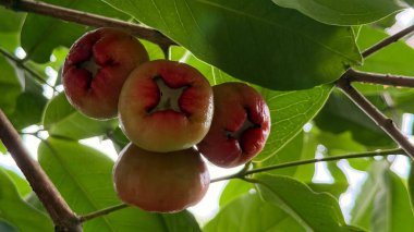 Düşük açılı yakın plan görüntülerde, tepesinde parlak yeşil yapraklar bulunan ve meyvelerin eşsiz biçimini ve canlı renklerini yakalayan dört gül elması bir dala konur..