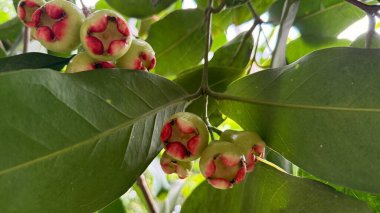 Olgunlaşmamış birkaç gül elmasının yakın plan görüntüsü, açık yeşil bir ten ve alttaki kırmızı ışık altındaki yeşil yaprakların arasında asılı..