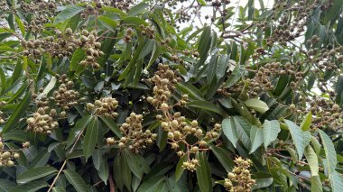 Yakın çekim Lagerstroemia indica dallarını yeşil yapraklar ve tohum kapsülleriyle doldurur, doğanın karmaşık ayrıntılarını ve botanik büyüme kalıplarını gösterir..