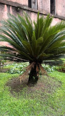 Olgun bir bisiklet palmiyesi, pembeleşmiş ve gri tonlarıyla boyanmış yıpranmış bir binanın yanındaki yeşil çimlerin üzerinde belirgin bir şekilde duruyor. Ağaç hem yeşil hem de kurumuş yapraklara sahiptir..