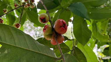 Bu yakın plan yeşil yapraklı bir dalda olgunlaşmış gül elmalarını gösteriyor. Yeşilden kırmızıya geçen meyveler, arka planda yeşil yapraklarla doğanın canlı renklerini gözler önüne seriyor..