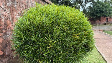 Yakından bakınca, arka planda tropikal yeşillik, dış bahçedeki yıpranmış tuğla bir duvarın yanında duran yuvarlak bir çalılığın canlı yeşil yapraklarını ortaya çıkarıyor..