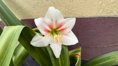 Yapraklarında kırmızı damarlar bulunan el değmemiş beyaz bir Amaryllis çiçeğini ve canlı yeşil yapraklara karşı sergilenen parlak sarı pudingleri ayrıntılı olarak gösteriyor..