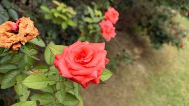 Parlak bir mercanın çiçek açmış ve yanında solmuş bir çiçek olan yakın plan, hepsi yeşil yapraklardan ve bahçe manzarasından oluşan bir arka planda kurulmuş..