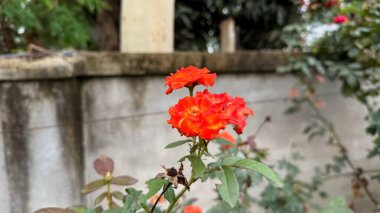 Yakın plan sergilenen parlak turuncu güller bulanık beton bir duvara karşı çiçek açıyor doğal bahçe ortamında, çiçeğin canlı rengini ve dokusunu aydınlatıyor..