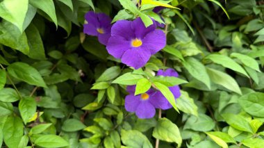 Mor çalılık sarmaşık çiçeklerinin güzelliğini, canlı sarı merkezleriyle ayırt eden, gelişmekte olan yeşil yaprakların arasına yerleştirilmiş bir yakın plan görüntüsü yakalar..