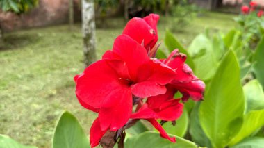 Yakından bakınca, yeşil yaprakların arasında parlak kırmızı yaprak yapraklarını yakalıyor. Ağaçlarla çevrili yumuşak odak arka planı doğal ve huzurlu bir bahçeyi çağrıştırıyor. 156 karakter