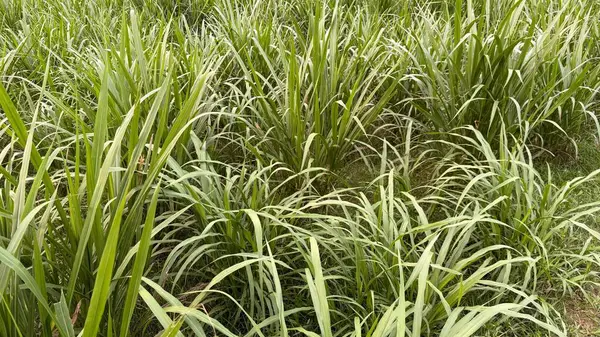 Yakın planda canlı yeşil Napier otlarından oluşan yoğun bir alan sergilenmekte, doğal güneş ışığı altında yemyeşil yapraklarını sergilemektedir. Resim dokuyu ve yoğunluğu yakalar.