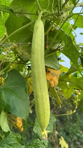 Bir luffa kabağının canlı yakın plan görüntüsü dikey olarak yemyeşil yaprakların arasında asılı, bahçedeki büyümesini ve dokularını gözler önüne seriyor..