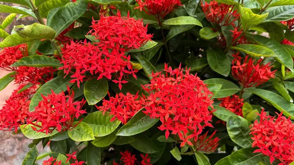 Yakın plan sergilenen parlak kırmızı Ixora çiçekleri gün ışığında bir bahçede sağlıklı, canlı yeşil yapraklarla çevrili..