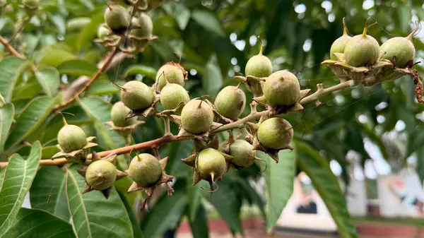 Detaylı bir yakın plan görüntülerde Lagerstroemia Specosa 'nın bir dalı ya da çok sayıda olgunlaşmamış meyve kabuğuyla süslenmiş Crepe Myrtle var. Yeşil renkler egemen, bitkinin canlı yaşam döngüsüne işaret ediyor..