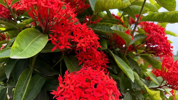 Canlı kırmızı Ixora çiçeklerinin yakın çekimi, yemyeşil yapraklarla tamamlanmış, tropikal ve görsel olarak çekici bir botanik sahnesi yaratıyor..