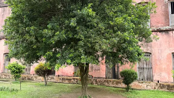 Çimenli pencereleri olan, solmuş pembe bir binanın önünde açık havada yemyeşil bir çimenlikle vurgulanmış, yemyeşil yapraklı bir ağaç duruyor..