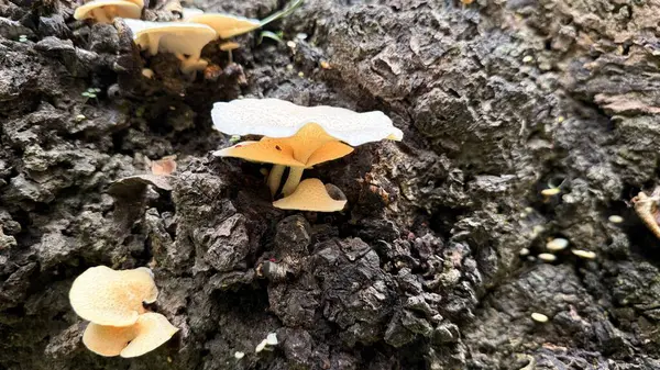 Yakın plan bir fotoğraf, koyu ağaç kabuğunun derin desenli yüzeyinde büyüyen birkaç küçük, beyaz ve sarı mantar yakalar ve doğanın yakın çekim görüntüsünü ortaya çıkarır..