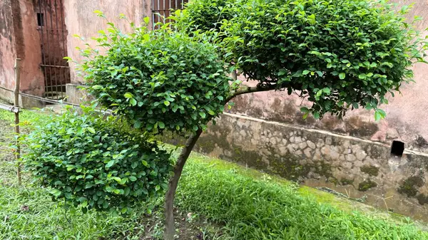 Parmaklıklı penceresi ve açık hava manzarasında canlı yeşil çimenleri olan bir binaya karşı üç kürenin egemen olduğu bir ağaç..