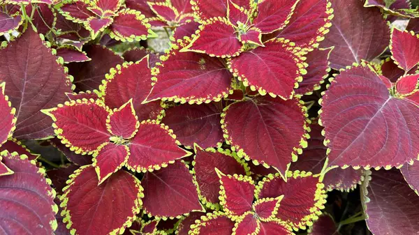 Ayrıntılı tepeden tırnağa görüntüler gelişmekte olan bir Coleus bitkisini yakalar. Renkli koyu kırmızı yapraklar aksanlı limon yeşili, deniz tarağı kenarlı, desenli bir bahçe manzarası..