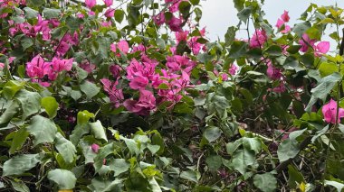 Canlı bir yakın plan sergilenir yoğun bir çalı macenta bougainvillea çiçekleri ile doludur ve yemyeşil yapraklar, bulutlu bir gökyüzünün arka planına kurulur.