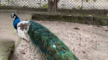 Löstik bir Hint Peafowl 'u parlak yeşil ve mavi kuyruk tüylerini sergiliyor. Kuş, hayvanat bahçesinde ya da vahşi yaşam parkında çitlerle çevrili bir yerde..
