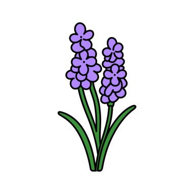 İki mor üzüm sümbülü çiçeğini yeşil yapraklarıyla gösteren ayrıntılı karikatür çizimi. Her element farklı siyah çizgilerle tanımlanır. Beyaz bir arkaplanda izole edilmiş.