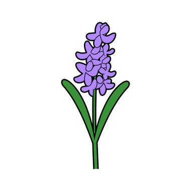 Yeşil yapraklı ve saplı mor sümbül çiçeğini gösteren basit bir karikatür çizimi. Çiçek ve yaprakların beyaz bir arkaplan üzerinde siyah çizgileri vardır..