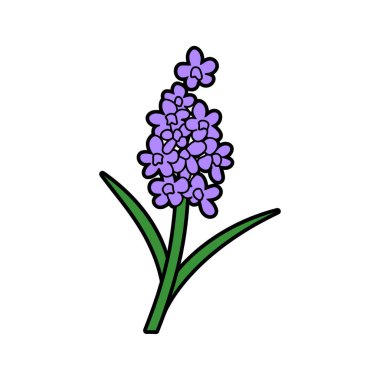 Resimli bir resim, yeşil bir gövde boyunca kümelenmiş mor çiçekli ve beyaz yapraklara karşı iki canlı yeşil yaprakla çevrili bir üzüm sümbülü çiçeğini gösterir..