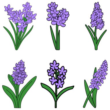 Sümbül çiçeklerinin farklı safhalardaki ve farklı yeşil yaprak düzenlemelerindeki altı el çizimi tasviri, düz beyaz bir arkaplana karşıdır..