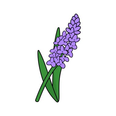 Katmanlı çiçekli mor sümbül çiçeğinin izole edilmiş çizgi film stili vektör görüntüsü ve düz beyaz arka planda iki sivri yeşil yaprak..