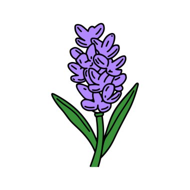 Bekar, çizgi film tarzı mor sümbül çiçeği çizimi, belirgin yeşil yapraklarla, temiz beyaz bir arkaplanda izole bir şekilde duruyor. Dijital sanat için mükemmel.