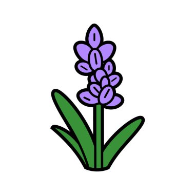 Mor bir sümbül çiçeğinin izole edilmiş, uzun yeşil yapraklı, beyaz arkaplanlı, koyu siyah çizgili bir çizimi..