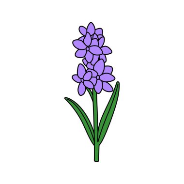 Görüntü, tek bir mor sümbül çiçeğinin yeşil yapraklı, beyaz arkaplan üzerine kurulmuş büyüleyici bir karikatürünü sunuyor..