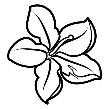 Beş yapraklı bir çiçeğin detaylı siyah ve beyaz vektör grafiği, boyama kitapları, botanik çizimler veya çiçek temalı basit tasarım şablonları için harikadır..