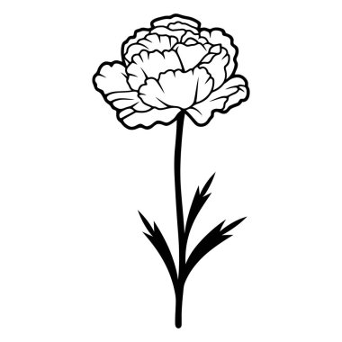 Tek bir şakayık çiçeğinin ayrıntılı, tek renkli görüntüsü, gövdesi ve yaprakları. Taslak, ince yapraklı, katmanlı bir çiçek içeriyor, tek başına duruyor..