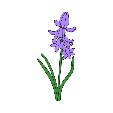 Beyaz arkaplandaki mor sümbülün izole edilmiş vektör çizimi. Bu karikatür çiziminde çiçekler, canlı yeşil saplar ve yapraklar var..